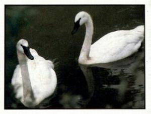 1986 Panini Threatened Animals Stickers #40 Trumpeter Swan Front