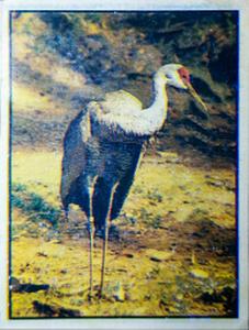1986 Panini Threatened Animals Stickers #41 Sandhill Crane Front