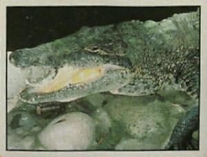 1986 Panini Threatened Animals Stickers #42 American Crocodile Front