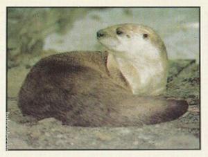 1986 Panini Threatened Animals Stickers #43 Canadian Otter Front