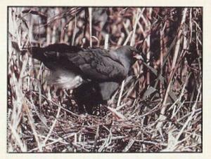 1986 Panini Threatened Animals Stickers #44 Everglades Snail Kite Front