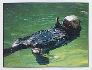 1986 Panini Threatened Animals Stickers #45 Sea Otter Front