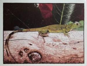 1986 Panini Threatened Animals Stickers #60 Basilisk Front