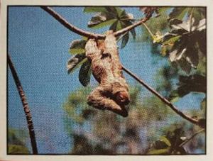 1986 Panini Threatened Animals Stickers #64 Three-Toed Sloth Front