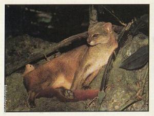 1986 Panini Threatened Animals Stickers #65 Jaguarondi Front