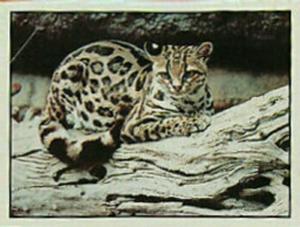 1986 Panini Threatened Animals Stickers #66 Margay Front