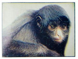 1986 Panini Threatened Animals Stickers #67 Spider Monkey Front