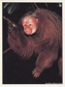 1986 Panini Threatened Animals Stickers #68 Red Ukari Front