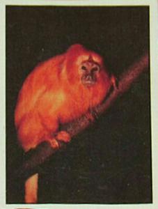 1986 Panini Threatened Animals Stickers #69 Golden Lion Tamarin Front