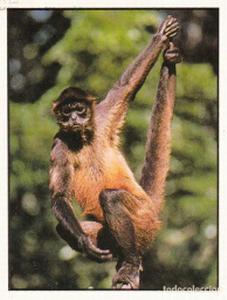 1986 Panini Threatened Animals Stickers #70 Geoffroy's Spider Monkey Front