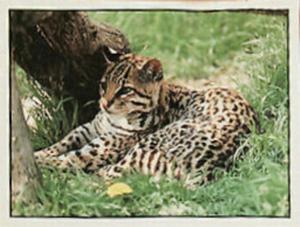 1986 Panini Threatened Animals Stickers #71 Ocelot Front