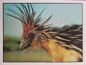 1986 Panini Threatened Animals Stickers #75 Hoatzin Front