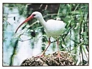 1986 Panini Threatened Animals Stickers #81 White Ibis Front