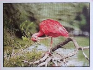 1986 Panini Threatened Animals Stickers #82 Scarlet Ibis Front