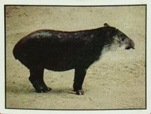 1986 Panini Threatened Animals Stickers #102 Mountain Tapir Front