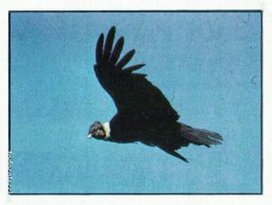 1986 Panini Threatened Animals Stickers #105 Andean Condor Front