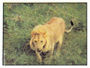 1986 Panini Threatened Animals Stickers #114 Lion Front