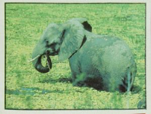 1986 Panini Threatened Animals Stickers #128 African Elephant Front