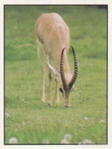 1986 Panini Threatened Animals Stickers #139 Dorcas Gazelle Front