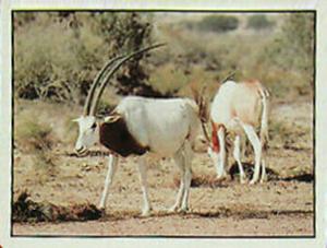 1986 Panini Threatened Animals Stickers #140 Scimitar Oryx Front