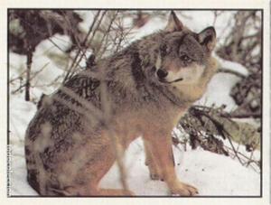 1986 Panini Threatened Animals Stickers #164 Wolf Front