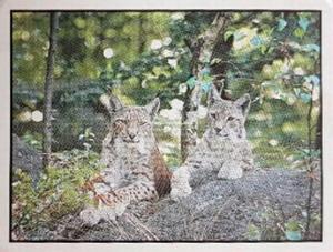 1986 Panini Threatened Animals Stickers #166 Lynx Front