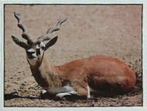 1986 Panini Threatened Animals Stickers #189 Blackbuck Front