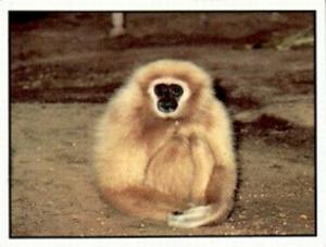 1986 Panini Threatened Animals Stickers #205 Gibbon Front