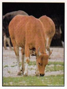 1986 Panini Threatened Animals Stickers #214 Banteng Front