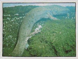 1986 Panini Threatened Animals Stickers #221 Giant Salamander Front