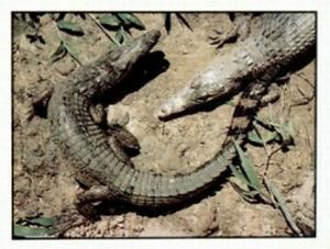 1986 Panini Threatened Animals Stickers #227 New Guinea Crocodile Front