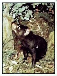 1986 Panini Threatened Animals Stickers #232 Tasmanian Devil Front