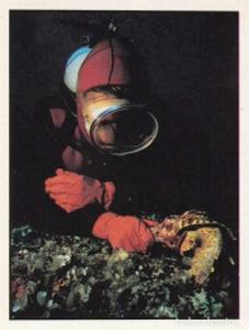 1986 Panini Threatened Animals Stickers #251 Triton Front