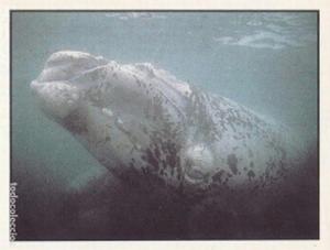 1986 Panini Threatened Animals Stickers #260 Bowhead Whale Front