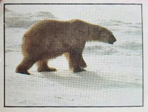 1986 Panini Threatened Animals Stickers #290 Polar Bear Front