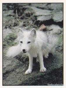 1986 Panini Threatened Animals Stickers #293 Arctic Fox Front