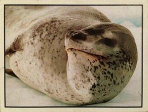 1986 Panini Threatened Animals Stickers #298 Leopard Seal Front