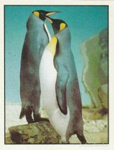 1986 Panini Threatened Animals Stickers #303 Emperor Penguin Front