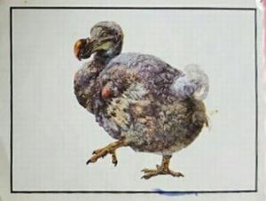 1986 Panini Threatened Animals Stickers #304 Dodo Front