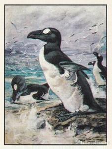 1986 Panini Threatened Animals Stickers #305 Great Auk Front