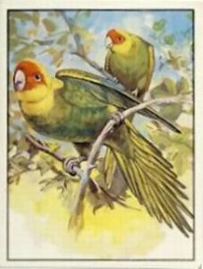 1986 Panini Threatened Animals Stickers #307 Carolina Parakeet Front