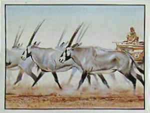 1986 Panini Threatened Animals Stickers #352 Arabian Oryx Front