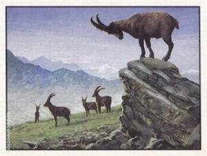 1986 Panini Threatened Animals Stickers #358 Ibex Front