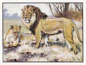 1986 Panini Threatened Animals Stickers #360 Barbary Lion Front