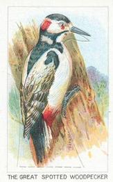 1924 Wills's Birds, Beasts, and Fishes #16 The Great Spotted Woodpecker Front