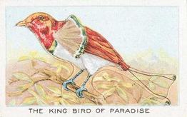 1924 Wills's Birds, Beasts, and Fishes #23 The King Bird of Paradise Front
