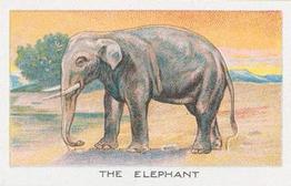 1924 Wills's Birds, Beasts, and Fishes #25 The Elephant Front