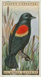 1924 Ogden's Foreign Birds #4 Red-winged Blackbird Front