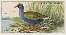 1924 Ogden's Foreign Birds #18 Purple Gallinule Front