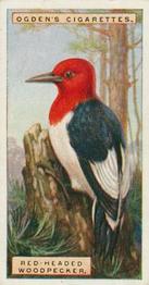 1924 Ogden's Foreign Birds #50 Red-headed Woodpecker Front
